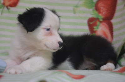Les chiots de Berger Australien