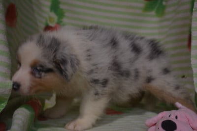 Les chiots de Berger Australien