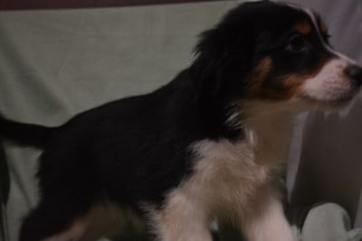 Les chiots de Berger Australien