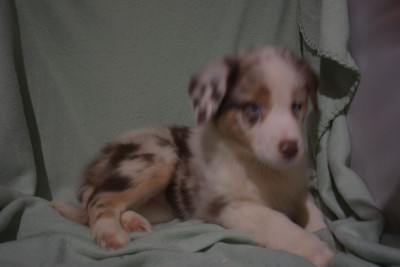Les chiots de Berger Australien