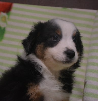 Les chiots de Berger Australien