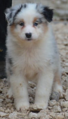 Les chiots de Berger Australien