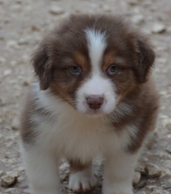 Les chiots de Berger Australien