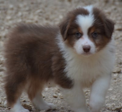 Les chiots de Berger Australien
