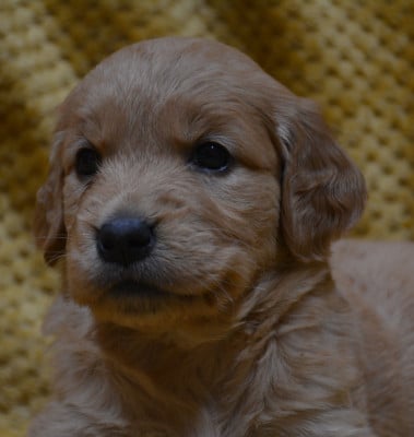Les chiots de Golden Retriever