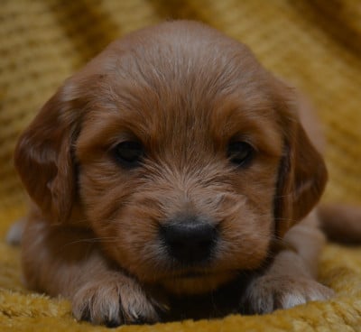 Les chiots de Golden Retriever