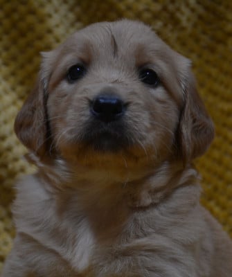 Les chiots de Golden Retriever