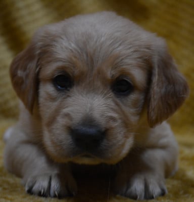 Les chiots de Golden Retriever