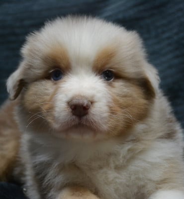 Les chiots de Berger Australien