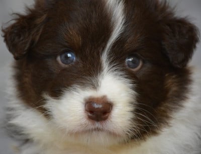 Les chiots de Berger Australien