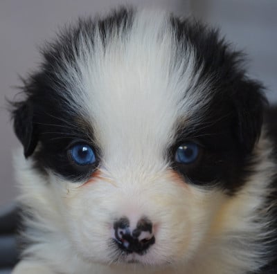 Les chiots de Berger Australien