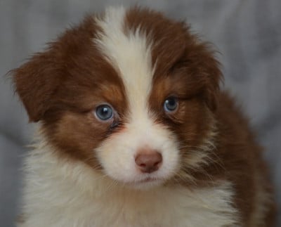Les chiots de Berger Australien