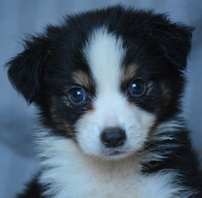 Les chiots de Berger Australien