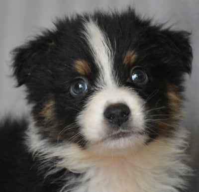 Les chiots de Berger Australien
