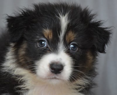 Les chiots de Berger Australien