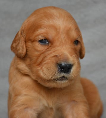 Chiot N°3 - Golden Retriever