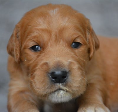 Chiot N°4 - Golden Retriever