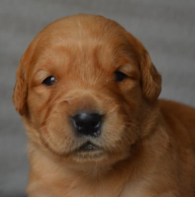 Chiot N°7 - Golden Retriever