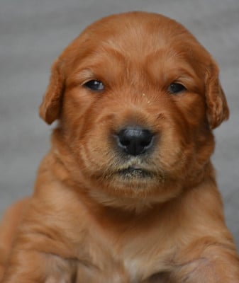 Chiot N°8 - Golden Retriever