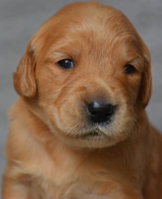 Chiot N°9 - Golden Retriever