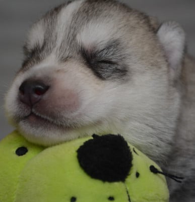 Les chiots de Siberian Husky