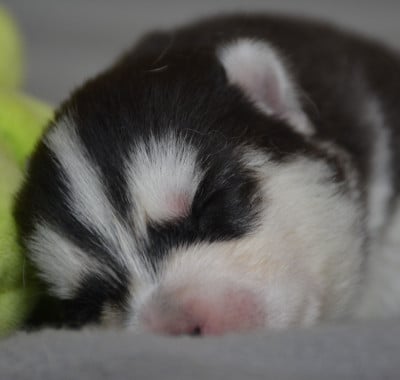 Les chiots de Siberian Husky