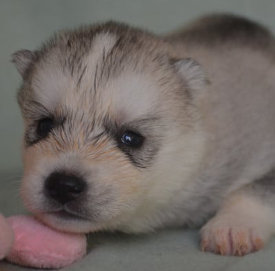 Les chiots de Siberian Husky