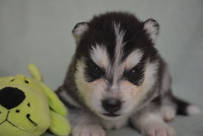 Les chiots de Siberian Husky