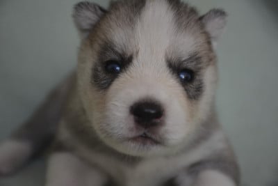 Les chiots de Siberian Husky
