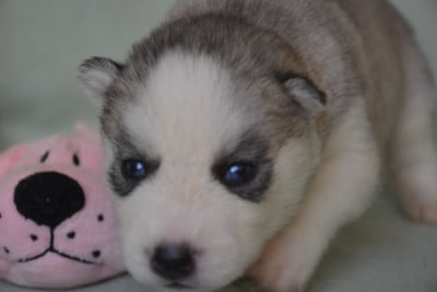Les chiots de Siberian Husky