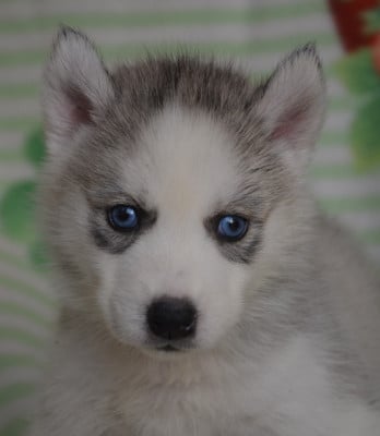 Chiot N°2 - Siberian Husky