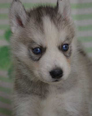 Chiot N°3 - Siberian Husky