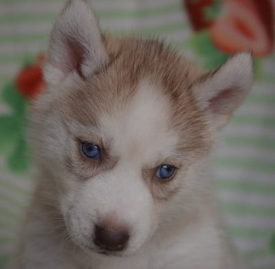 Les chiots de Siberian Husky