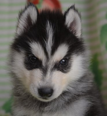 Les chiots de Siberian Husky