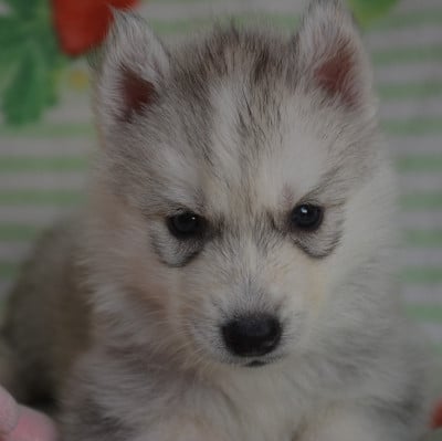 Les chiots de Siberian Husky