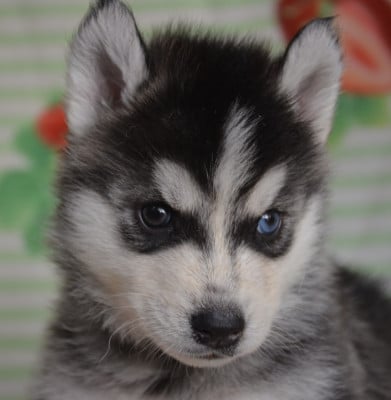 Les chiots de Siberian Husky