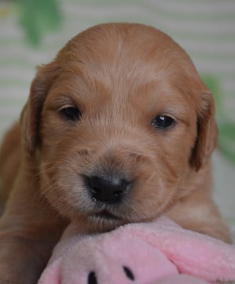 Les chiots de Golden Retriever