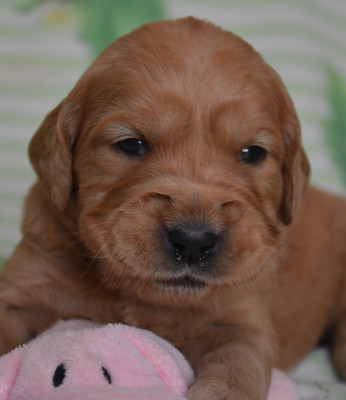Les chiots de Golden Retriever