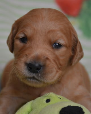 Les chiots de Golden Retriever