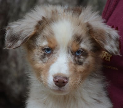 Les chiots de Berger Australien
