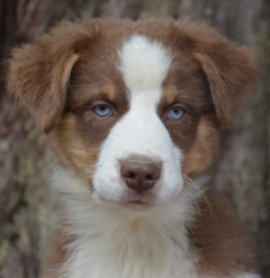 Les chiots de Berger Australien