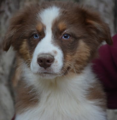Les chiots de Berger Australien