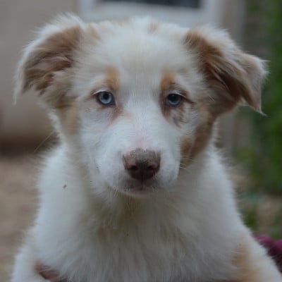 Les chiots de Berger Australien