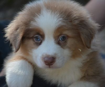 Les chiots de Berger Australien