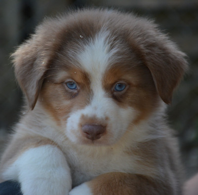 Les chiots de Berger Australien