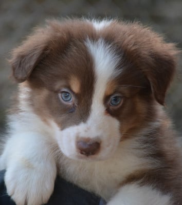 Les chiots de Berger Australien
