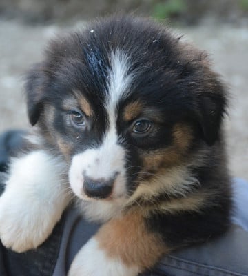Les chiots de Berger Australien