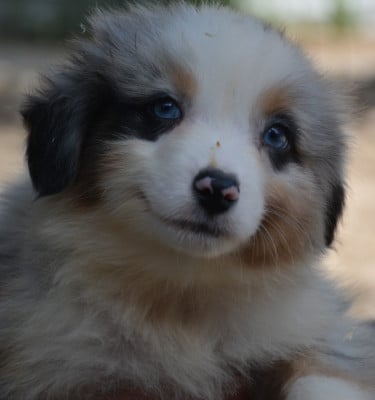 Les chiots de Berger Australien