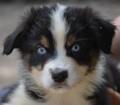 Les chiots de Berger Australien