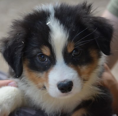 Les chiots de Berger Australien